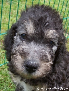 Alanus 14052006-1.jpg